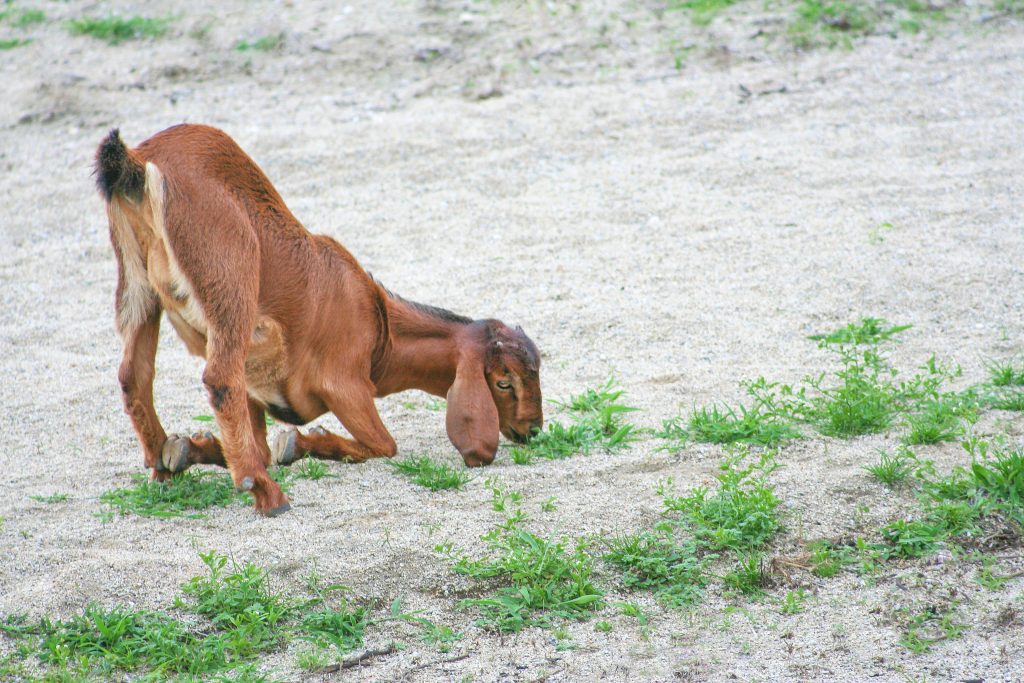 Swollen Joints in Goats and Other KneeRelated Concerns Backyard Goats